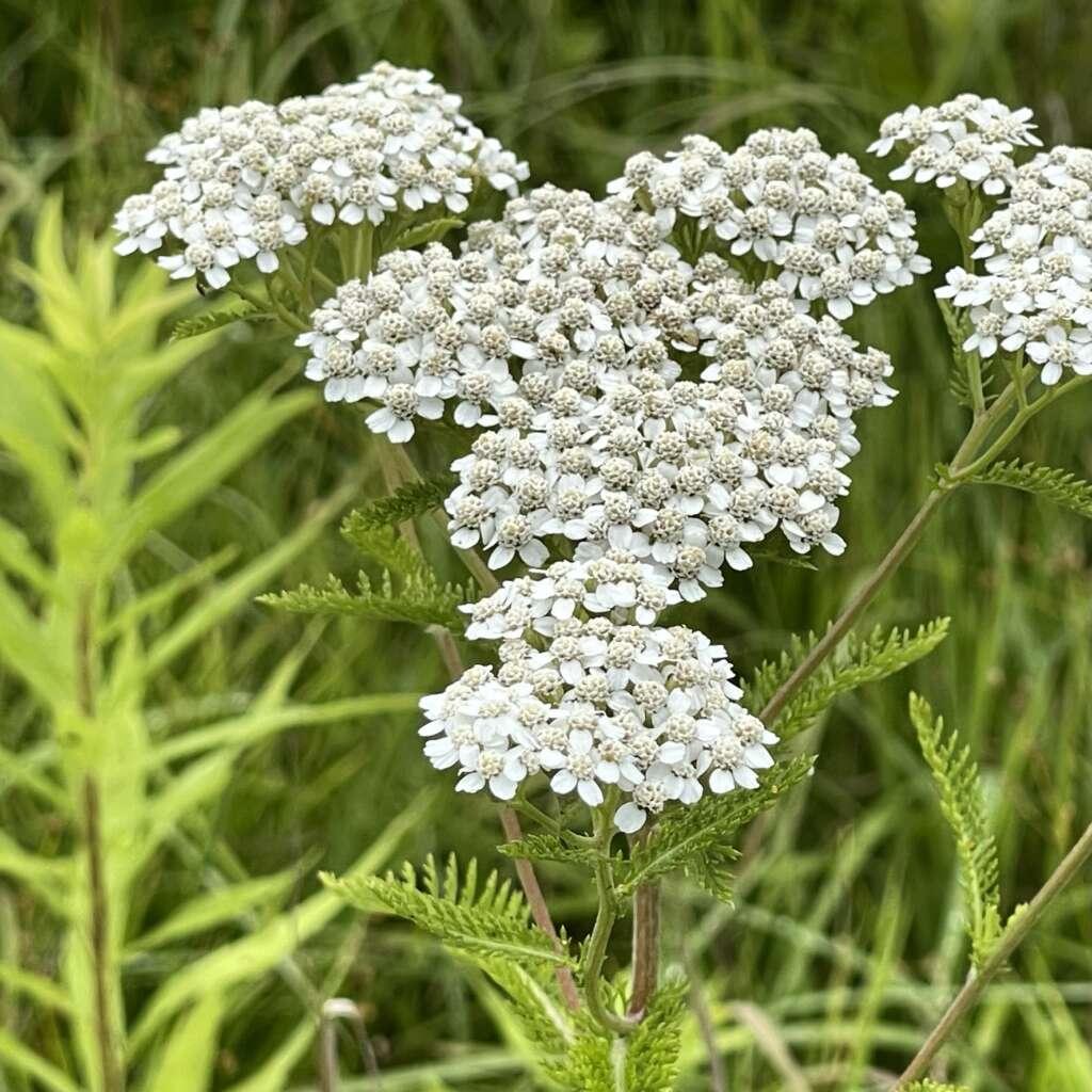 G2615 Achillea Millefolium - View 6 from www redcrocus com