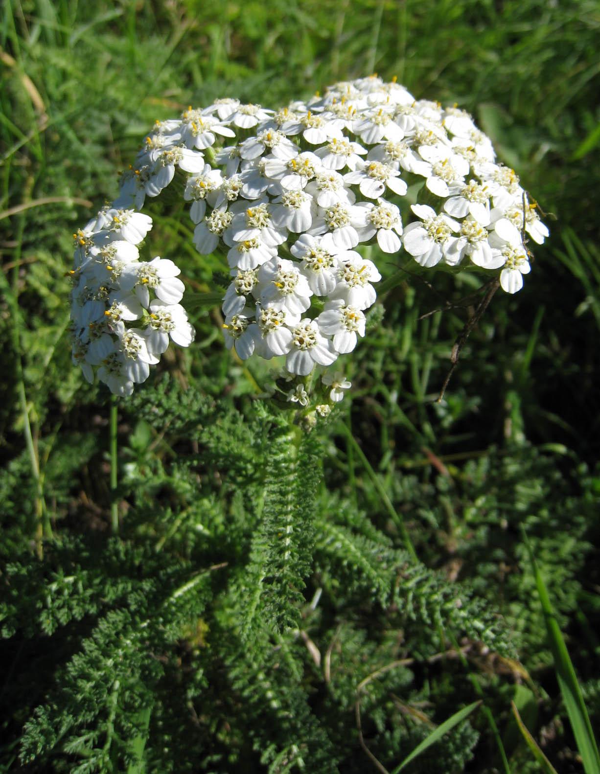 G2615 Achillea Millefolium - View 8 from www redcrocus com