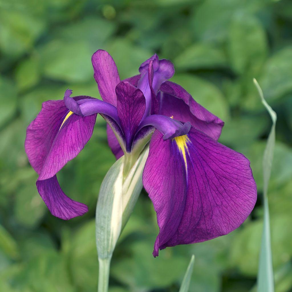 G262 Iris Ensata Variegata 12 Bfe23140 E43d 4a78 9827 3cffa2e32e51 from www redcrocus com