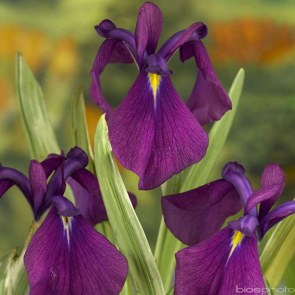 G262 Iris Ensata Variegata - View 13 from www redcrocus com