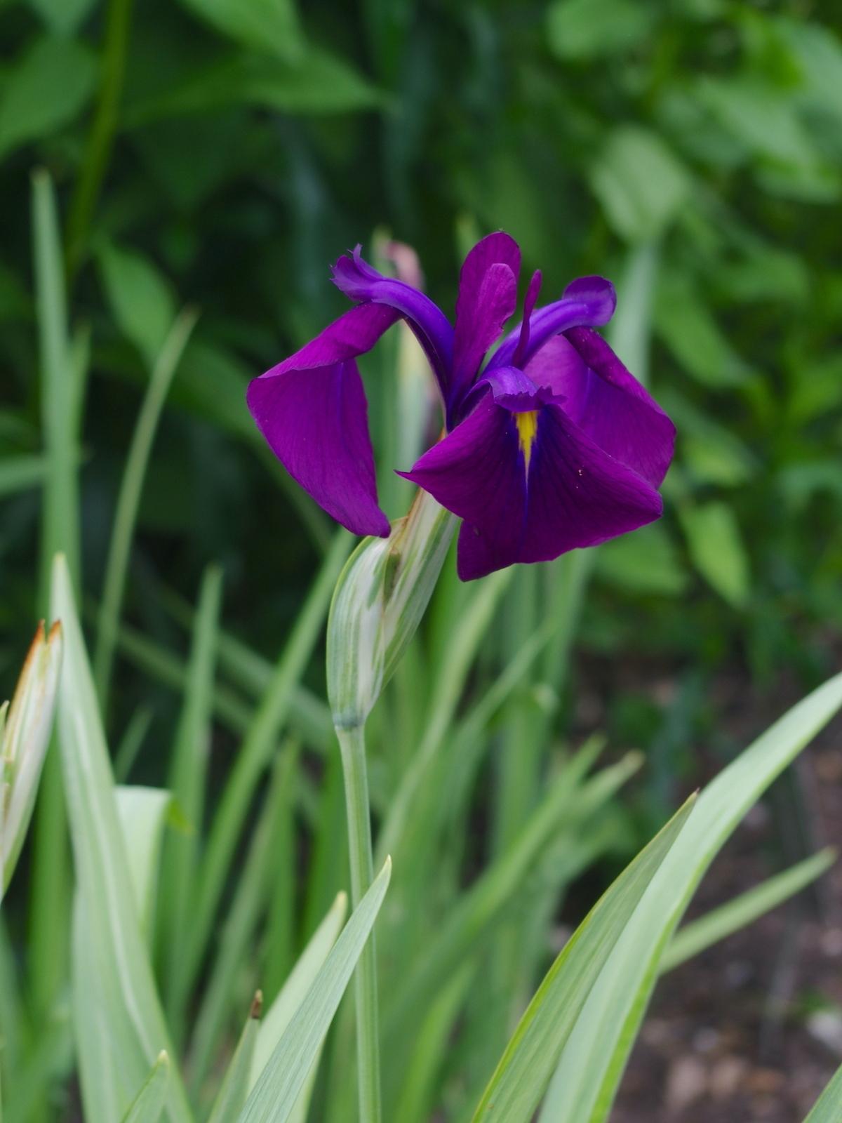 G262 Iris Ensata Variegata 14 C7a63f6d E3b1 42b1 B919 A52b6448b925 from www redcrocus com
