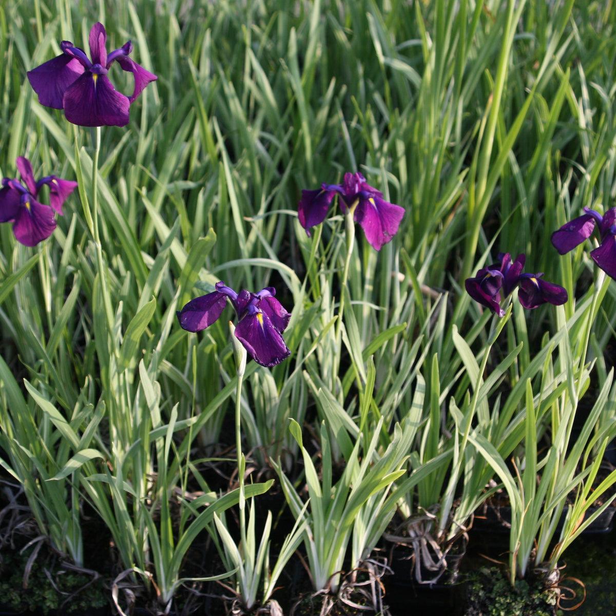 G262 Iris Ensata Variegata - View 15 from www redcrocus com