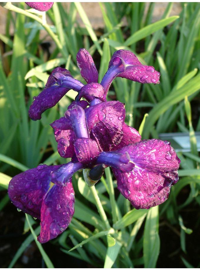 G262 Iris Ensata Variegata - View 16 from www redcrocus com