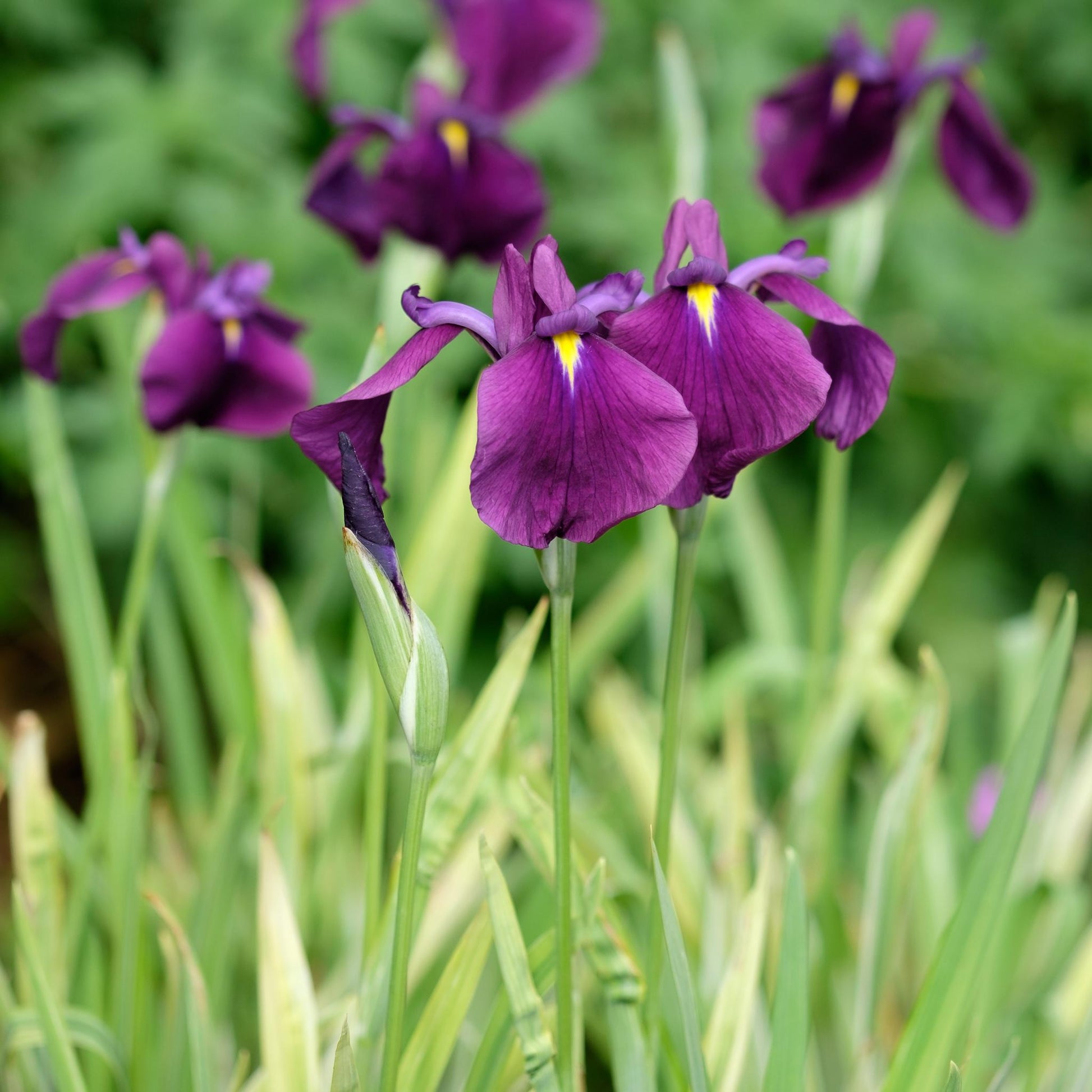 G262 Iris Ensata Variegata - View 6 from www redcrocus com
