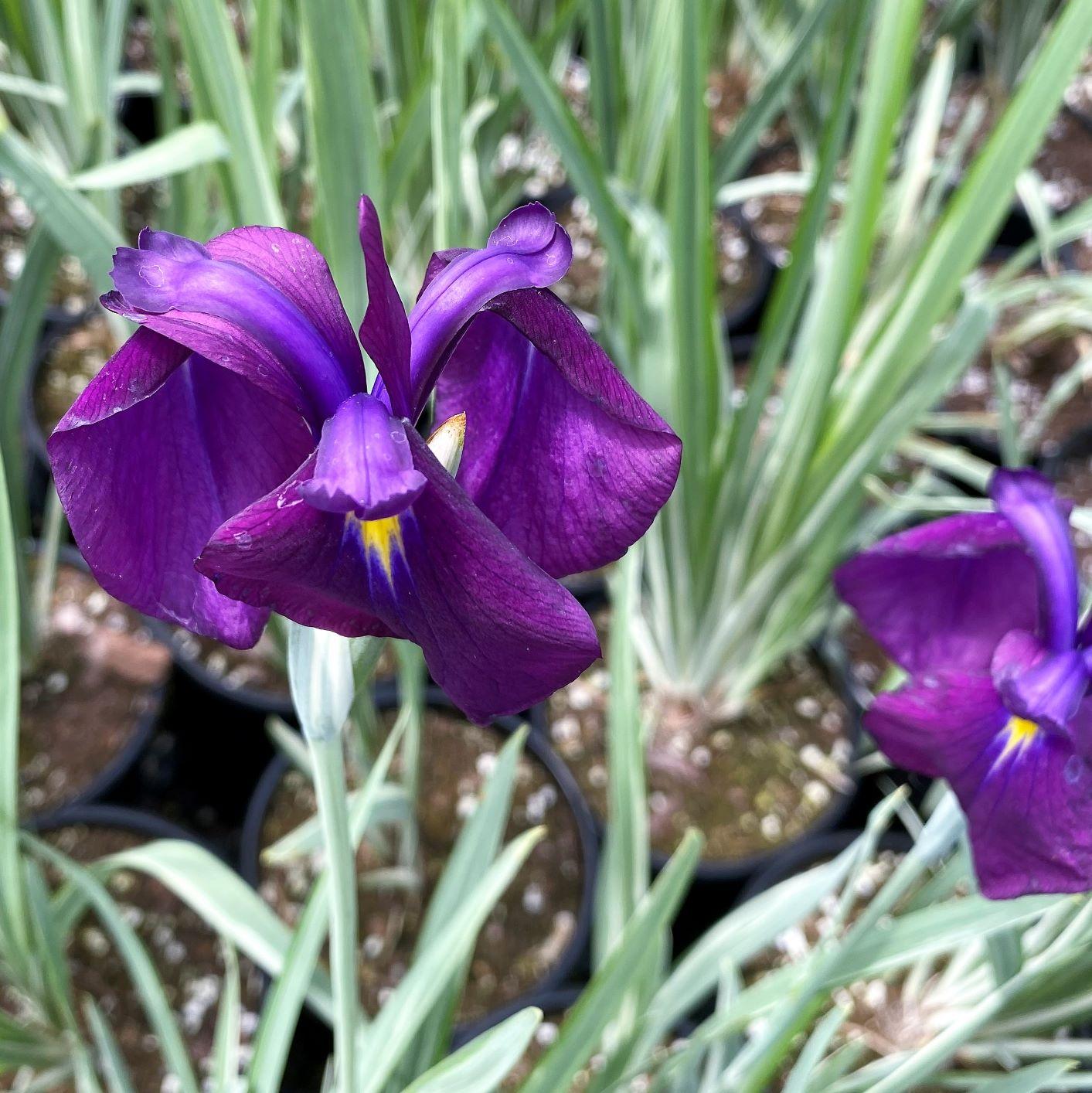 G262 Iris Ensata Variegata - View 7 from www redcrocus com
