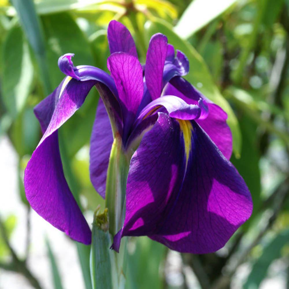 G262 Iris Ensata Variegata - View 8 from www redcrocus com