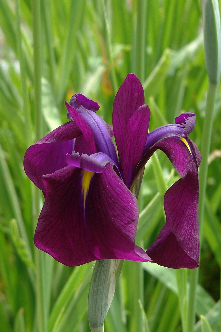 G262 Iris Ensata Variegata - View 9 from www redcrocus com