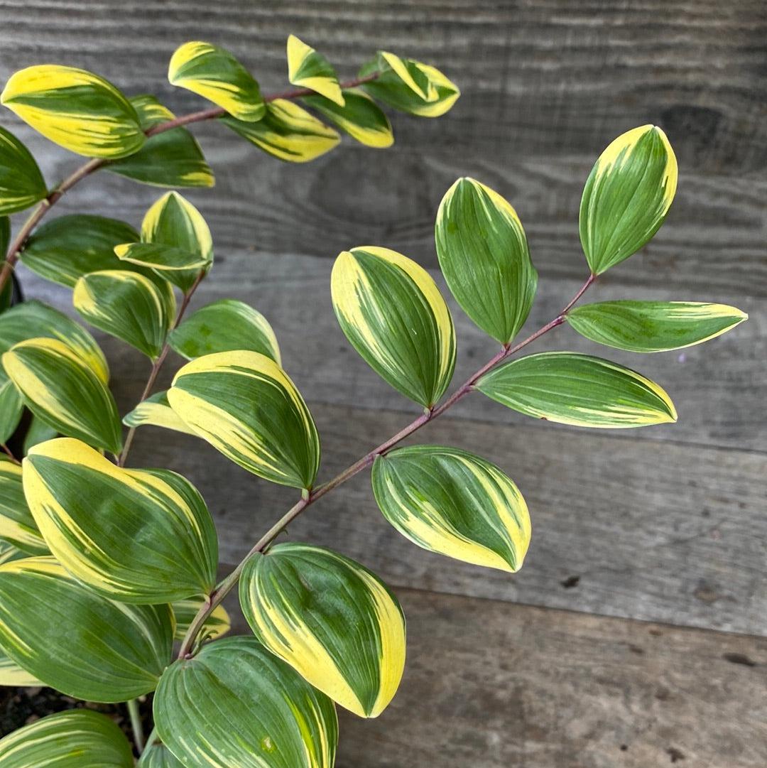 G263 Polygonatum Falcatum Variegatum 15 Bf585f66 6d09 45ea 89de Dbddb1a9b783 from www redcrocus com