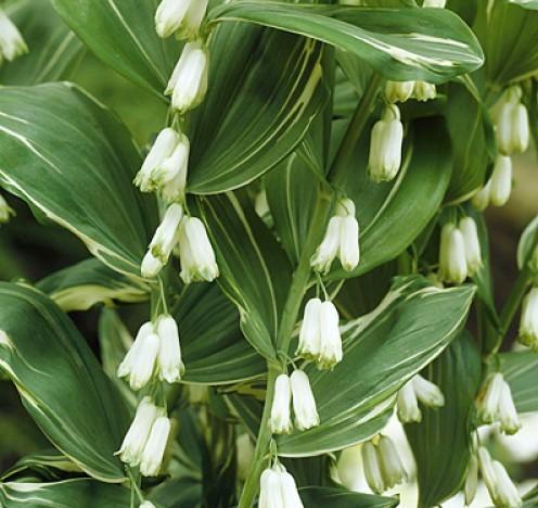 G263 Polygonatum Falcatum Variegatum - View 7 from www redcrocus com
