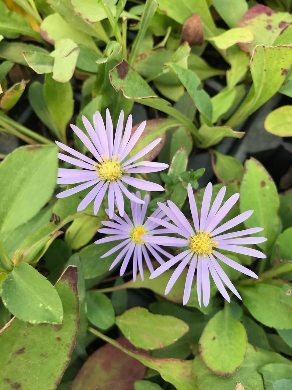 G2681 Aster Laevis 10 C4c24a11 Ba18 4906 9315 E3827f2856b8 from www redcrocus com