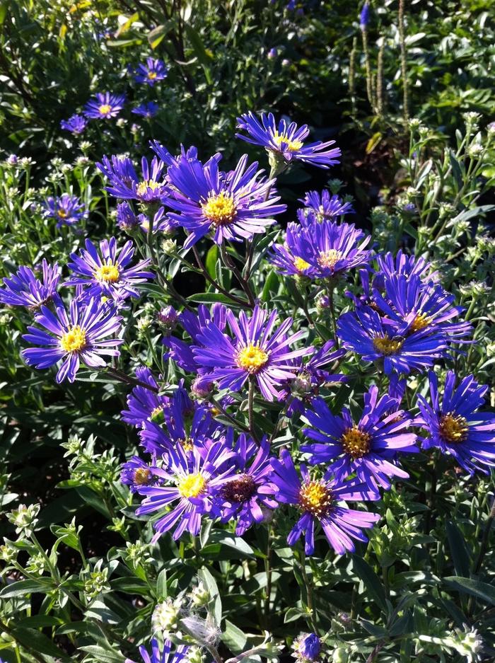 G2681 Aster Laevis 11 Df0cdfde Aaf2 40e7 Bbc0 9c186e16f8f5 from www redcrocus com