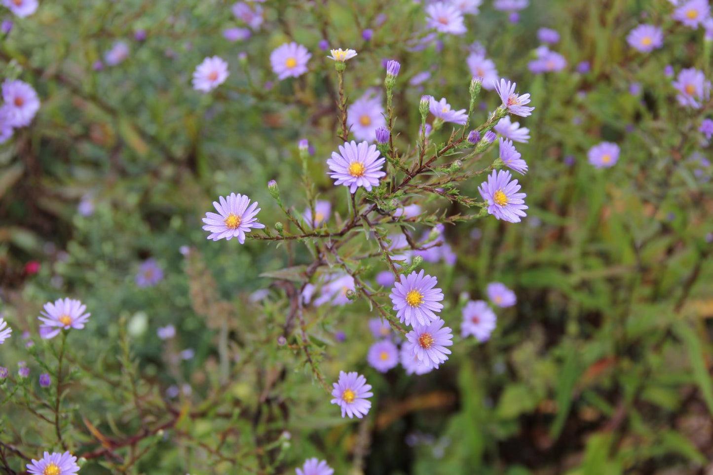G2681 Aster Laevis 12 9e65d698 64d9 47a2 8ecb E0e9ee5c7680 from www redcrocus com