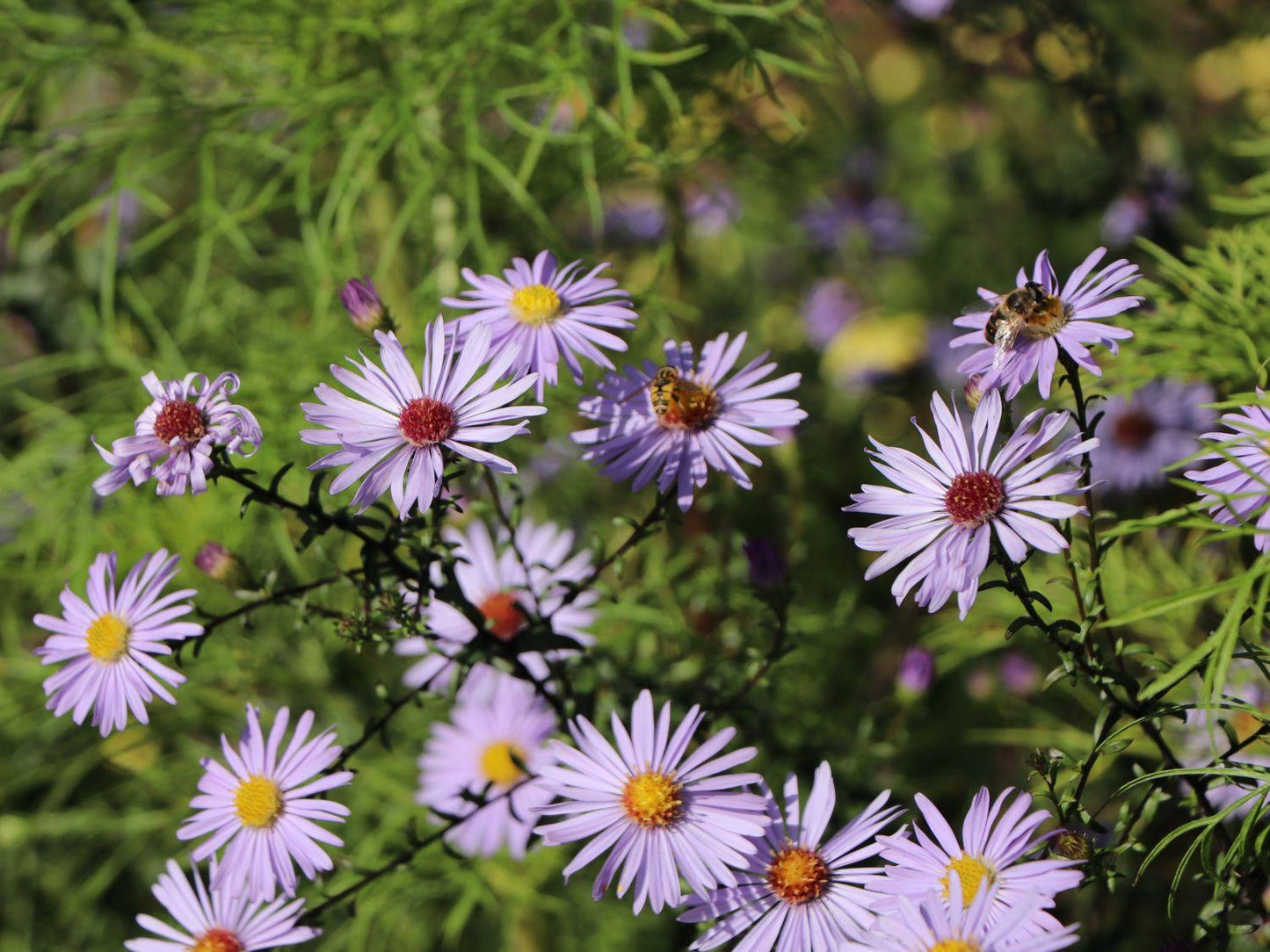 G2681 Aster Laevis 13 Ced1c079 4bde 478f Aee1 A8d7942208b0 from www redcrocus com