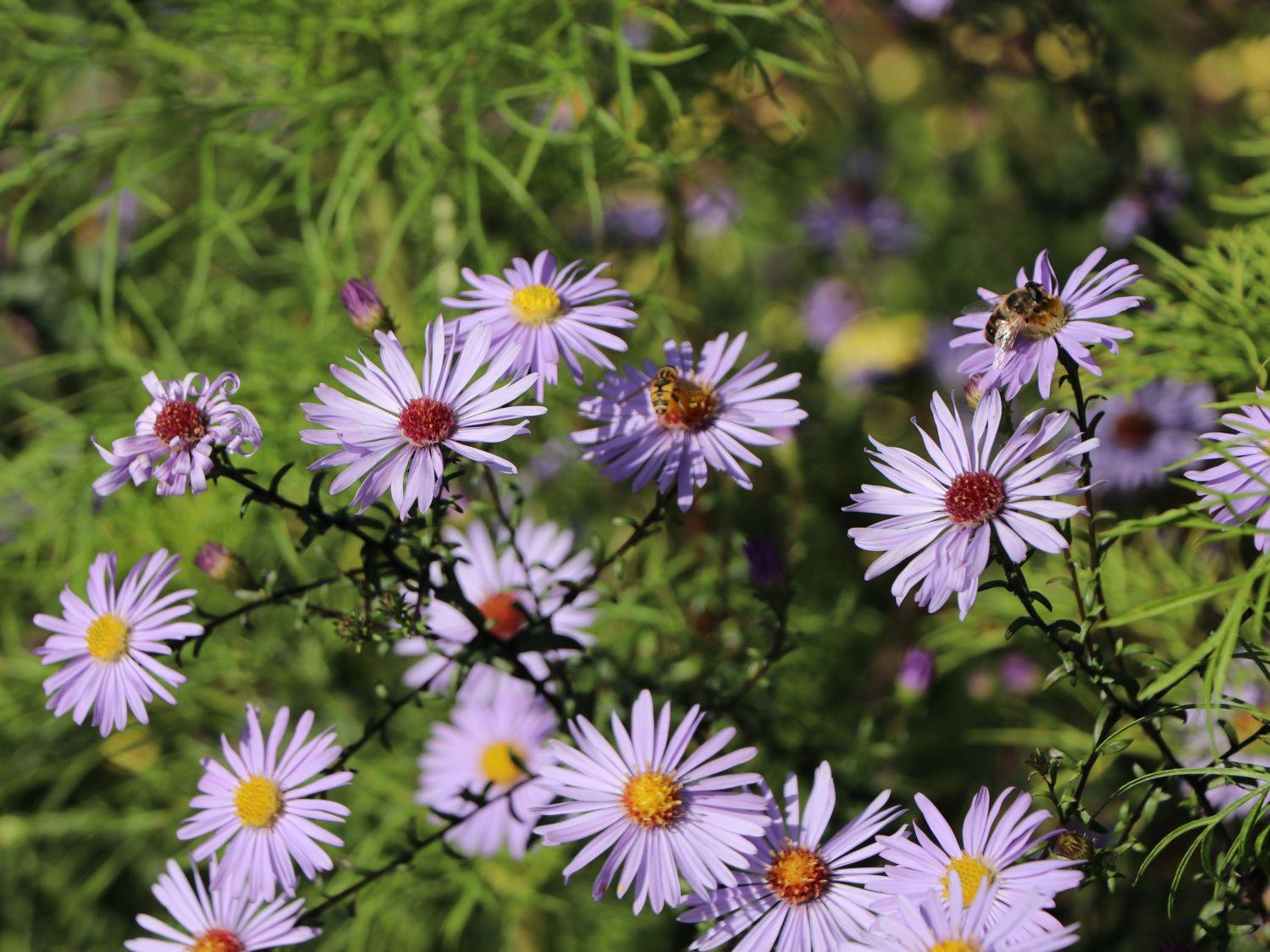G2681 Aster Laevis 13 Ced1c079 4bde 478f Aee1 A8d7942208b0 from www redcrocus com