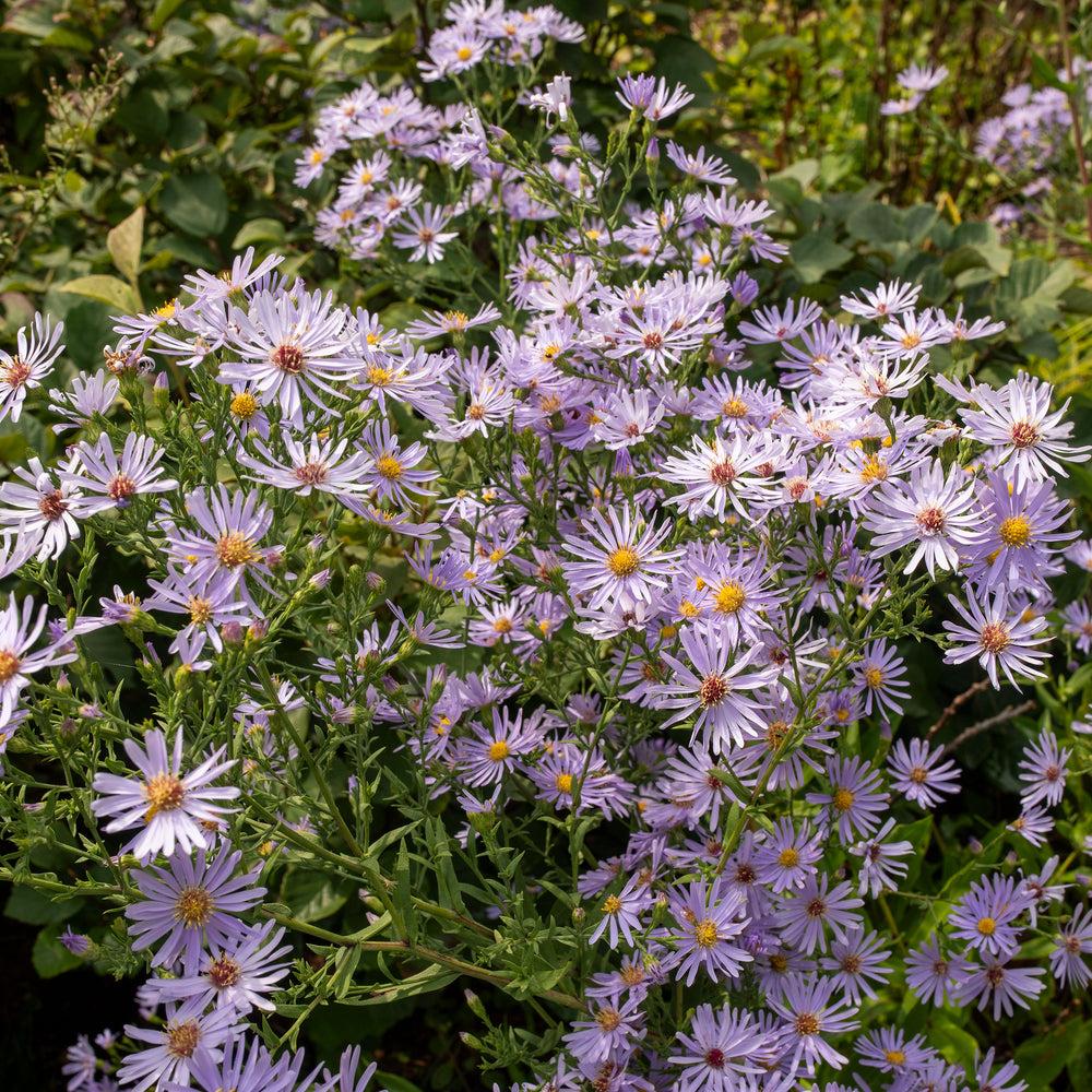 G2681 Aster Laevis 14 78dc019b 454a 4c98 97ae Bf3601ef4dbc from www redcrocus com