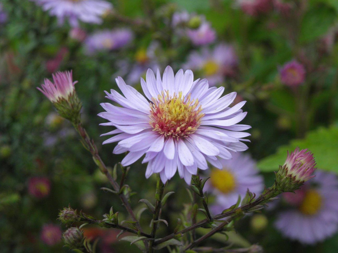 G2681 Aster Laevis 15 5cc7a4d9 77c1 47d5 9ae7 8bc02de9c79b from www redcrocus com