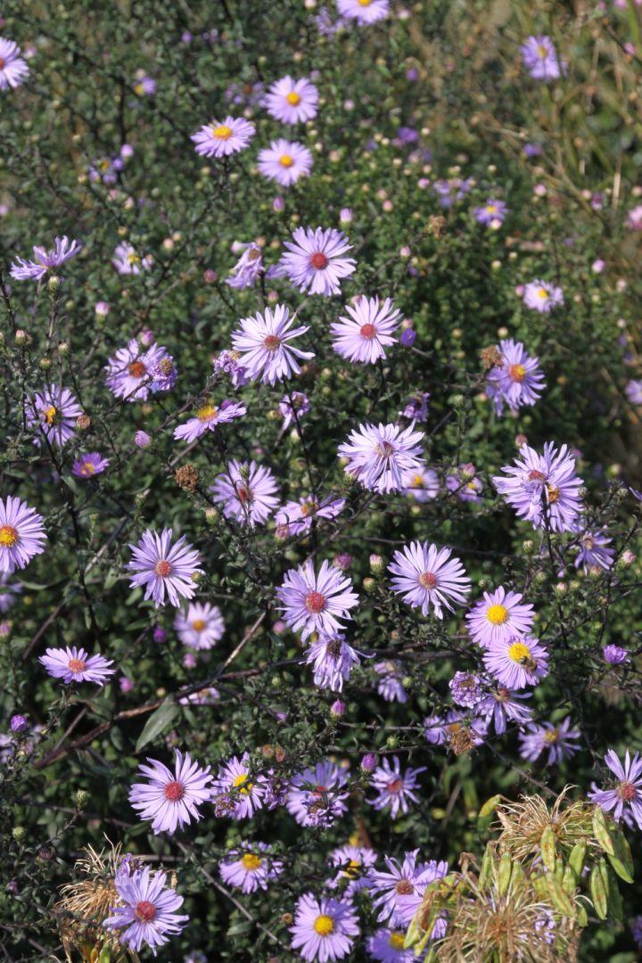 G2681 Aster Laevis 16 446d88c2 Bc4d 4eff 8960 3d8a51fe5015 from www redcrocus com