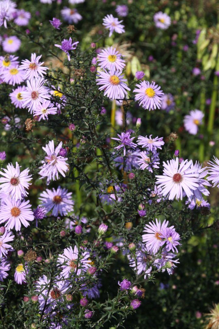 G2681 Aster Laevis 17 96b1b643 Cae5 4be3 8f5e 970e3417c9e9 from www redcrocus com