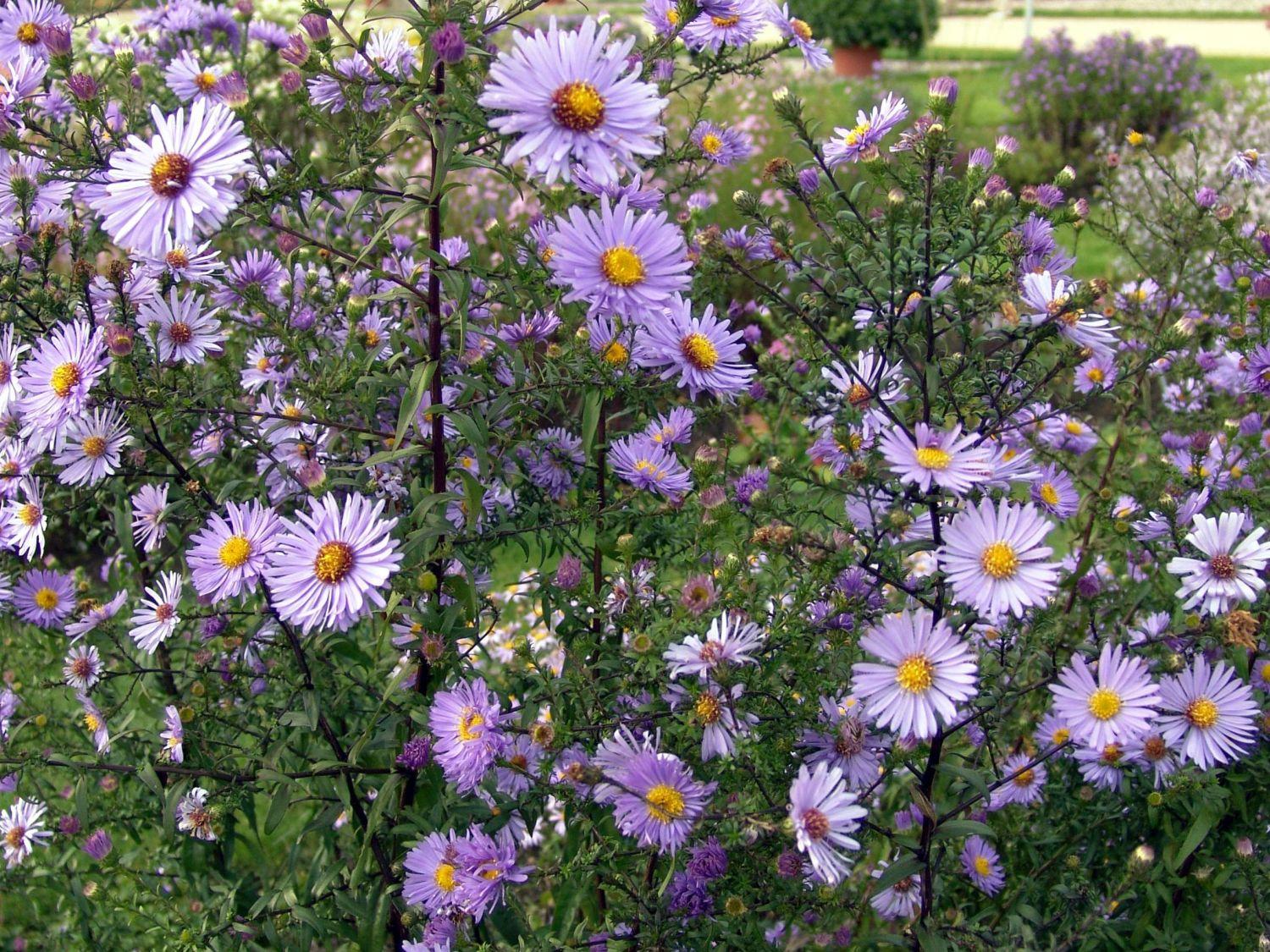 G2681 Aster Laevis 1 008d8d11 85dc 4341 800e 202975b470df from www redcrocus com