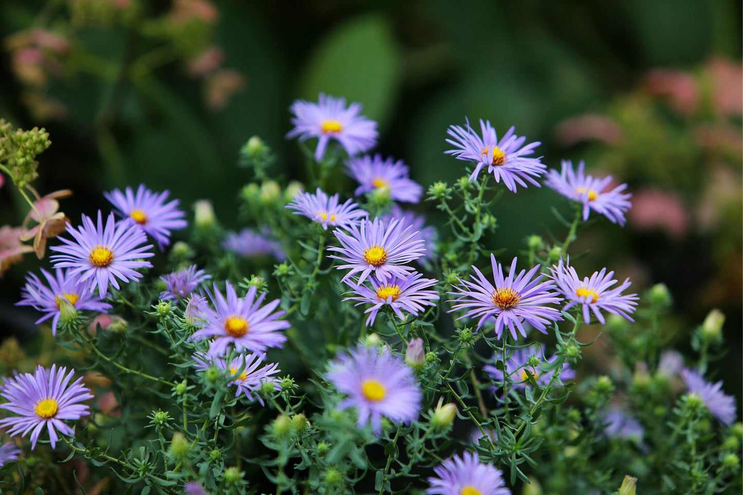 G2681 Aster Laevis 2 8e8c9d63 B26b 4f2b B691 C9794a570268 from www redcrocus com
