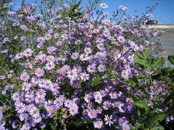 G2681 Aster Laevis 3 76a91c87 5a52 4ab5 Bff3 A9cae32116e7 from www redcrocus com
