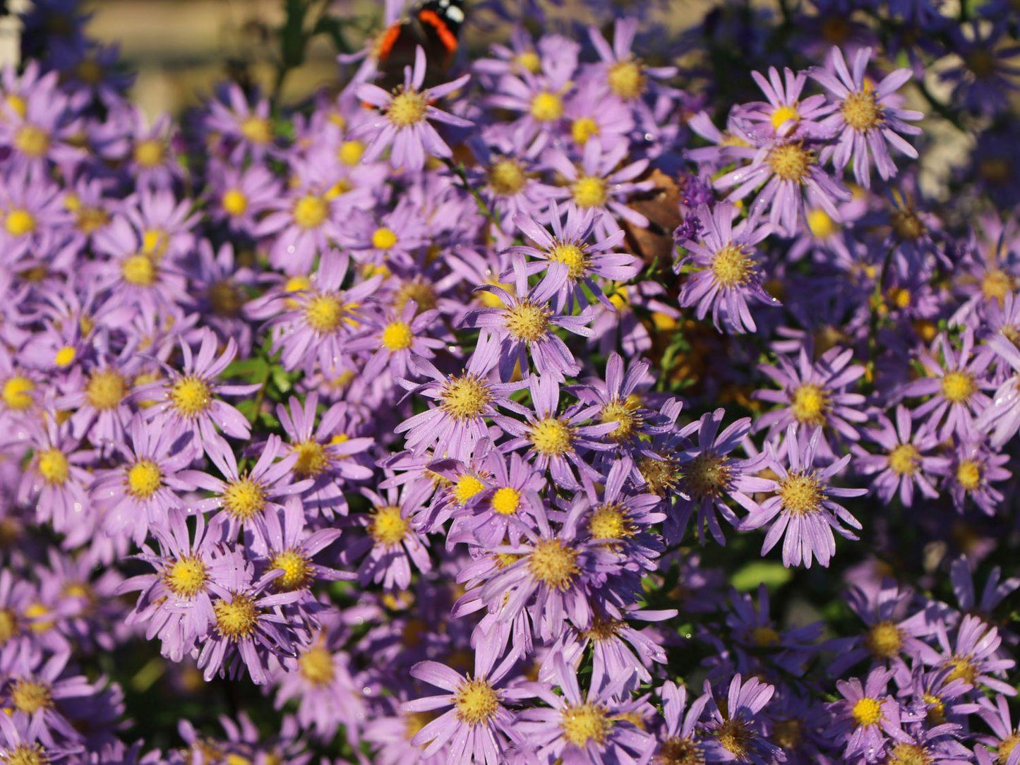G2681 Aster Laevis 5 C24a8f22 1640 4c71 9f6b D66772b390ad from www redcrocus com