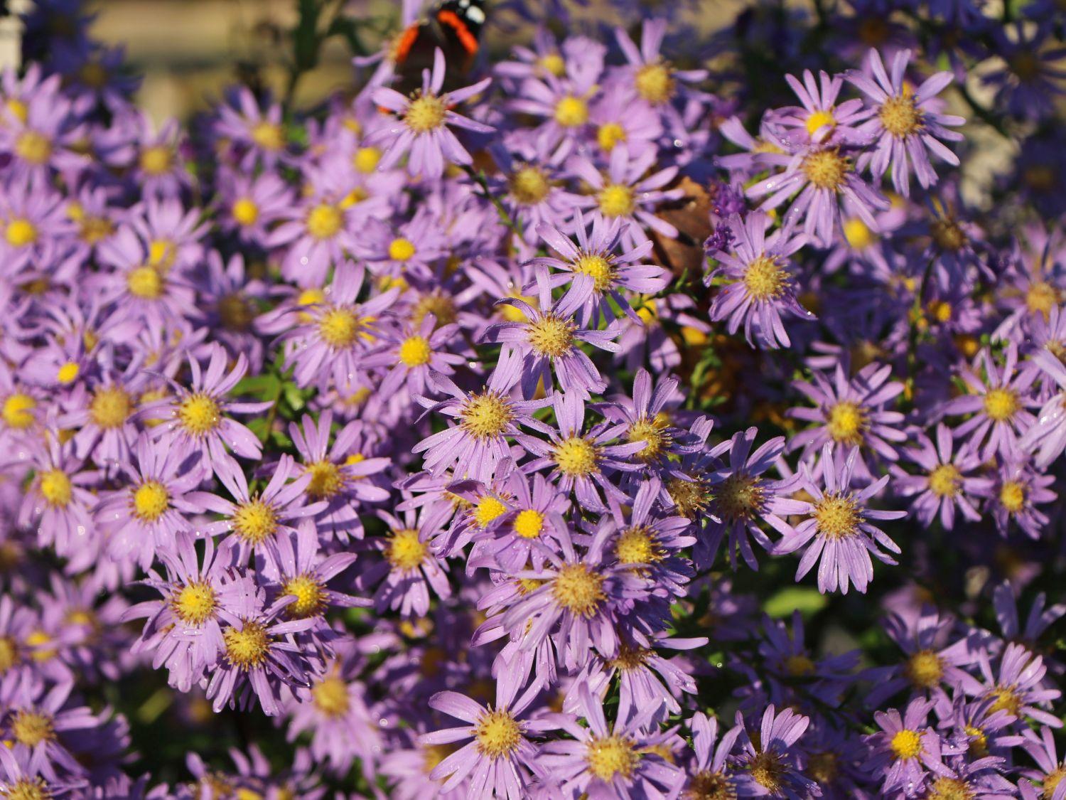 G2681 Aster Laevis 5 C24a8f22 1640 4c71 9f6b D66772b390ad from www redcrocus com