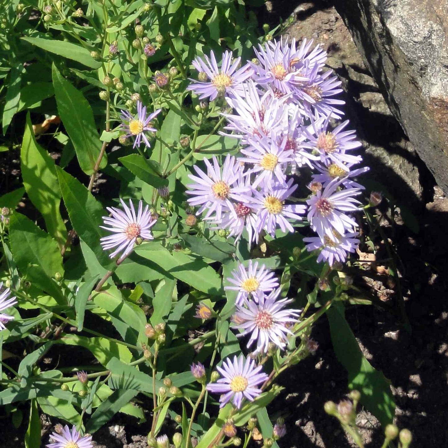 G2681 Aster Laevis 6 8befe23c 15ec 46f4 9cc2 0f33cf69b836 from www redcrocus com