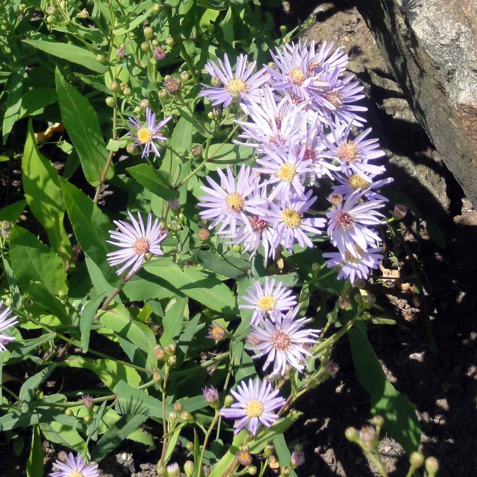 G2681 Aster Laevis 6 8befe23c 15ec 46f4 9cc2 0f33cf69b836 from www redcrocus com