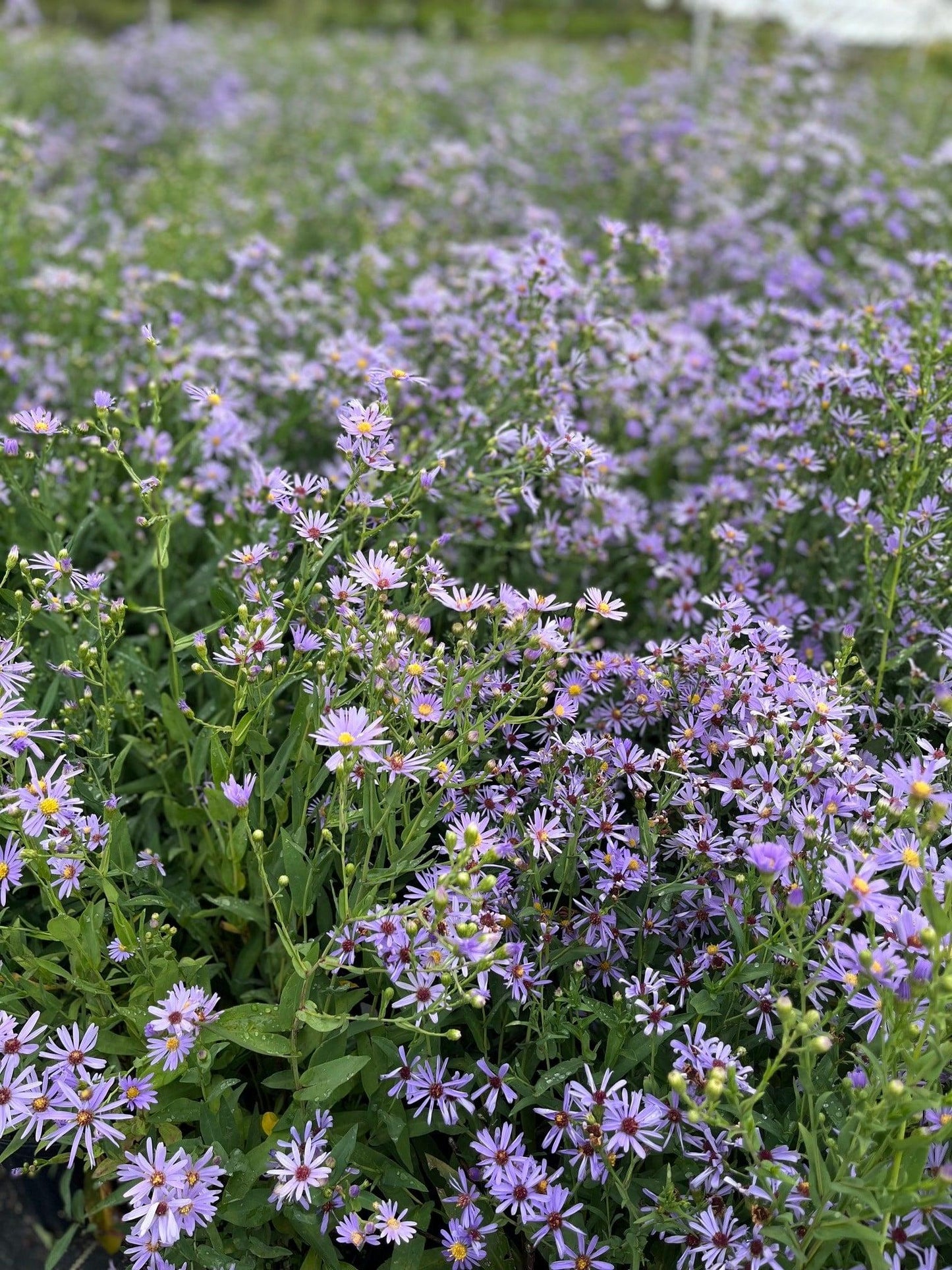 G2681 Aster Laevis 7 Deb068bd C282 43e8 Bc95 1a849b84beae from www redcrocus com