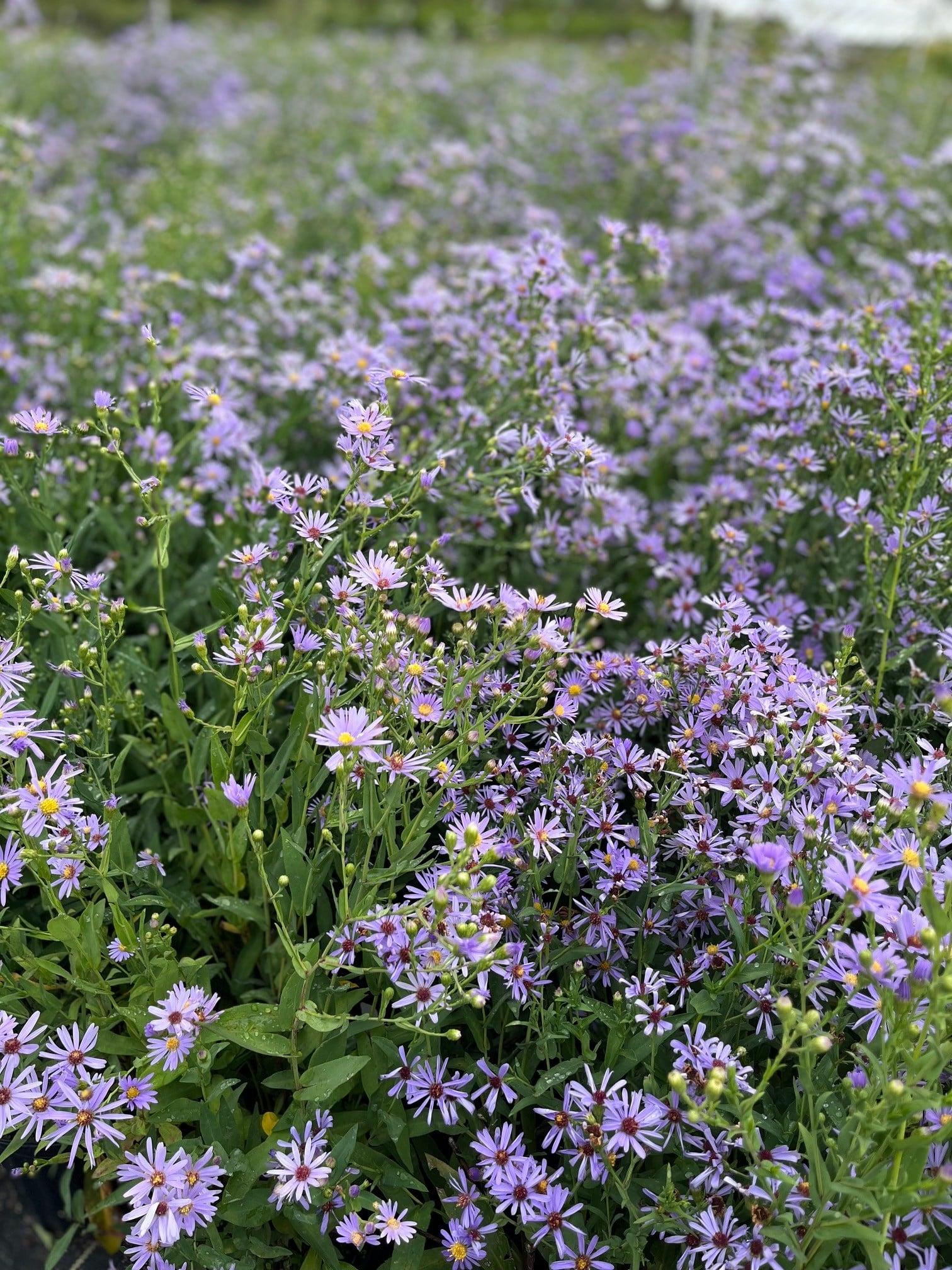 G2681 Aster Laevis 7 Deb068bd C282 43e8 Bc95 1a849b84beae from www redcrocus com