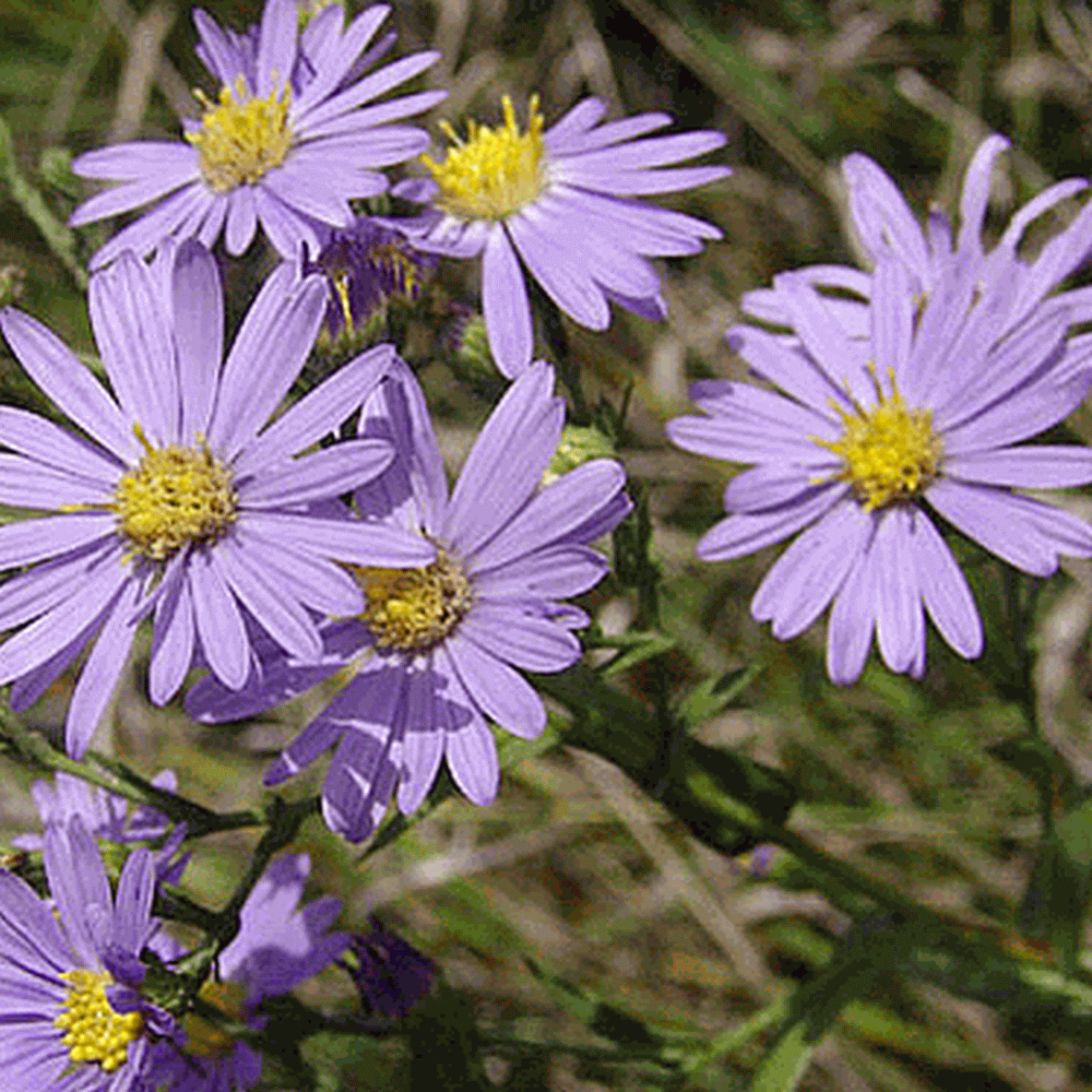 G2681 Aster Laevis 8 Bbea7f04 Cf74 4c2d 9019 54ec2380be68 from www redcrocus com