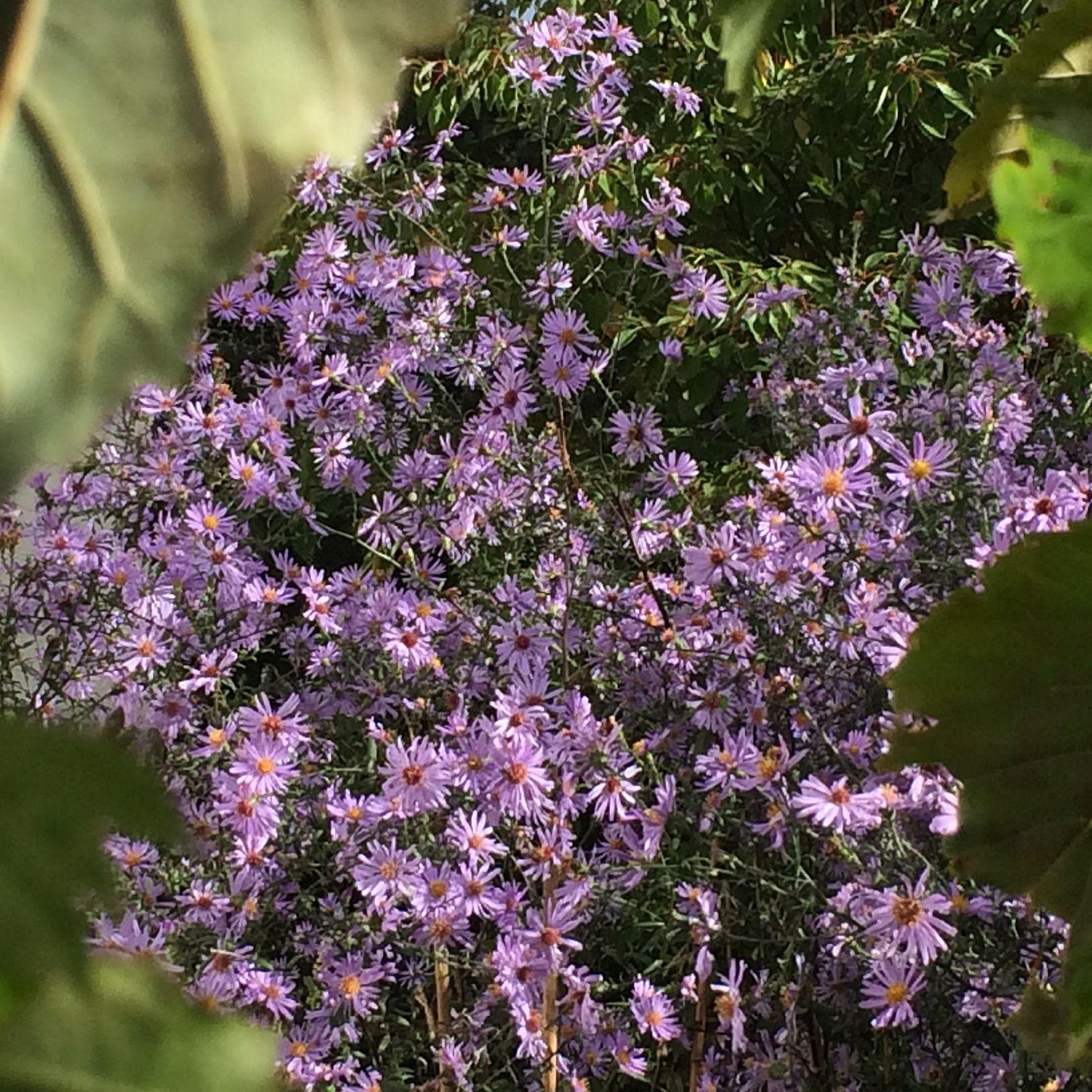 G2681 Aster Laevis 9 Ce33810b 994c 41fa A7a4 0eeffdca902e from www redcrocus com