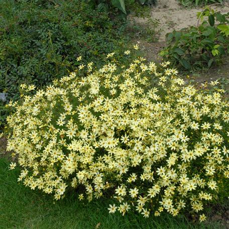G284 Coreopsis Vert  'moonbeam' - View 26 from www redcrocus com