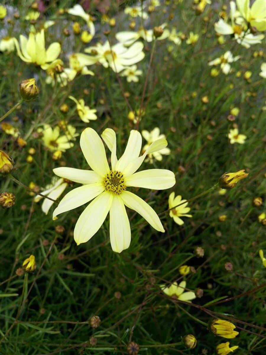 G284 Coreopsis Vert  'moonbeam' - View 35 from www redcrocus com