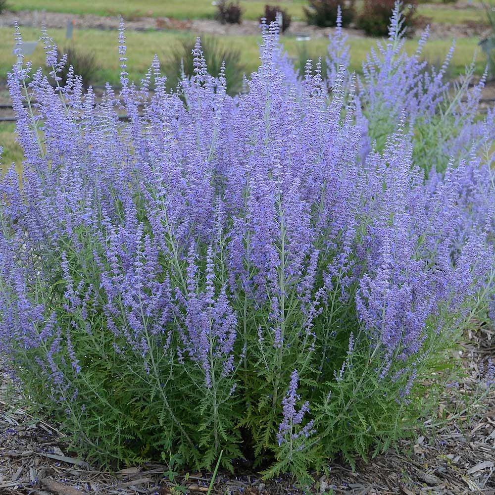 G290 Perovskia Atriplicifolia 3 64946b37 F603 4b1c 9df2 Cb71e2964bed from www redcrocus com