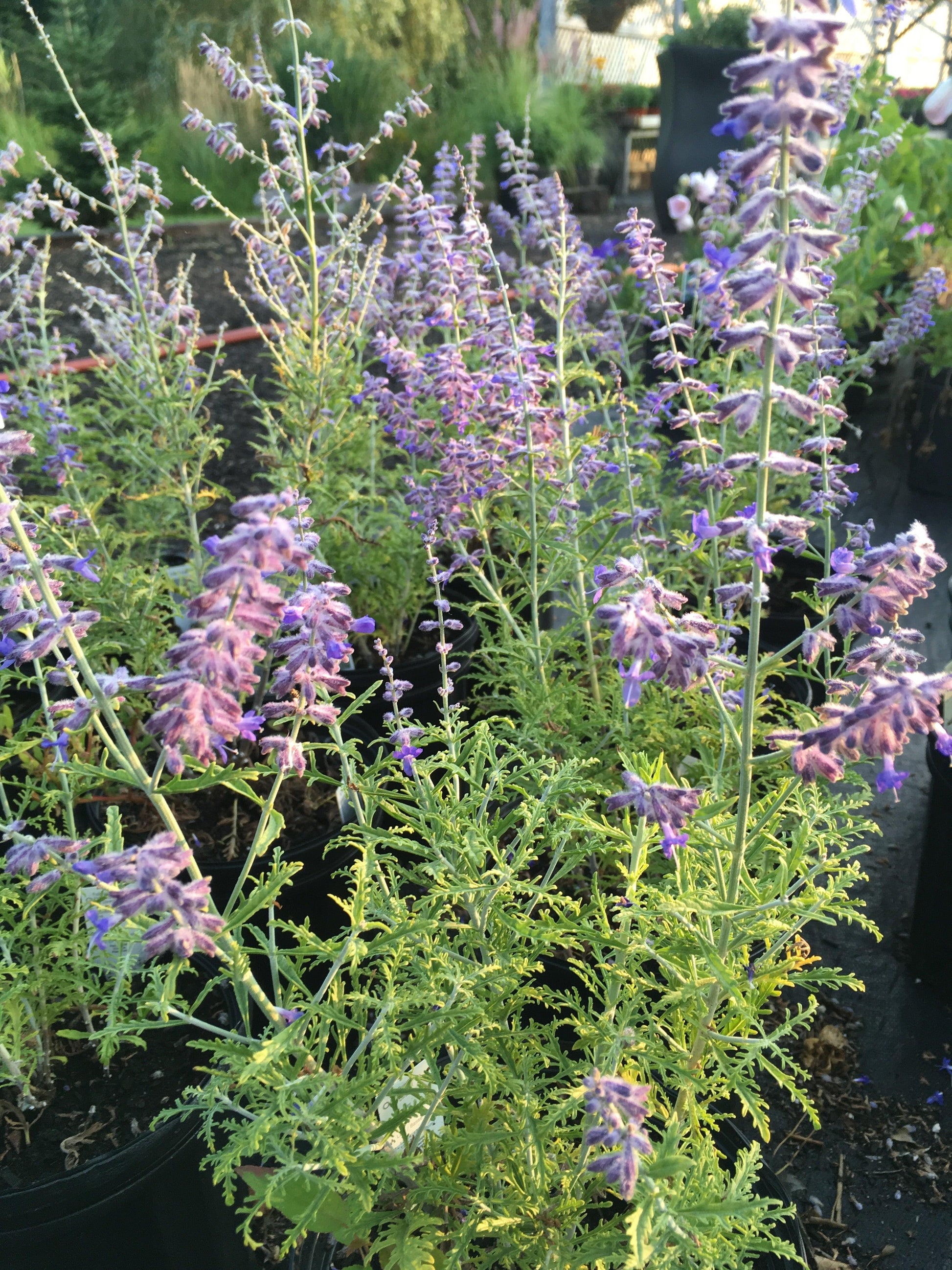 G290 Perovskia Atriplicifolia 9 1fda8323 Bbdd 41a9 8e19 22f1be0e142f from www redcrocus com