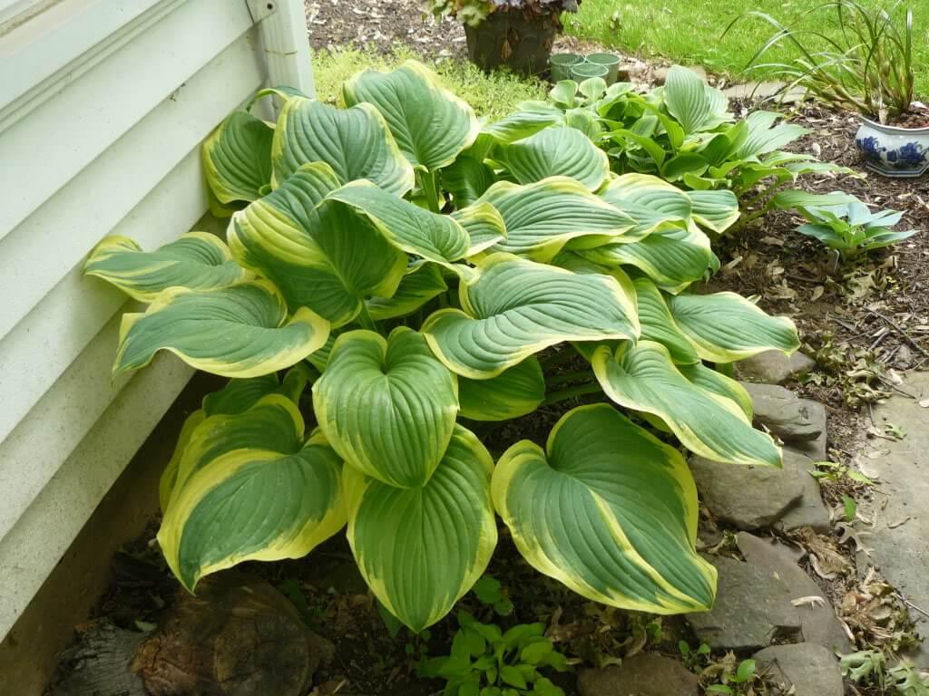 G292 Hosta X 27fragrant Bouquet 27 12 B28a6545 0ec5 48ab 83fa A74951cb0791 from www redcrocus com