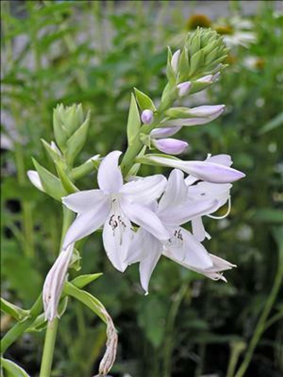 G292 Hosta X 27fragrant Bouquet 27 13 88a00a84 E4ae 4cab Ad56 A7d112108890 from www redcrocus com