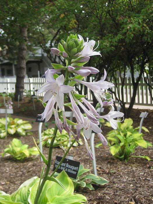 G292 Hosta X 27fragrant Bouquet 27 14 36ad5a12 5fe6 4d33 B173 9aa25112e158 from www redcrocus com