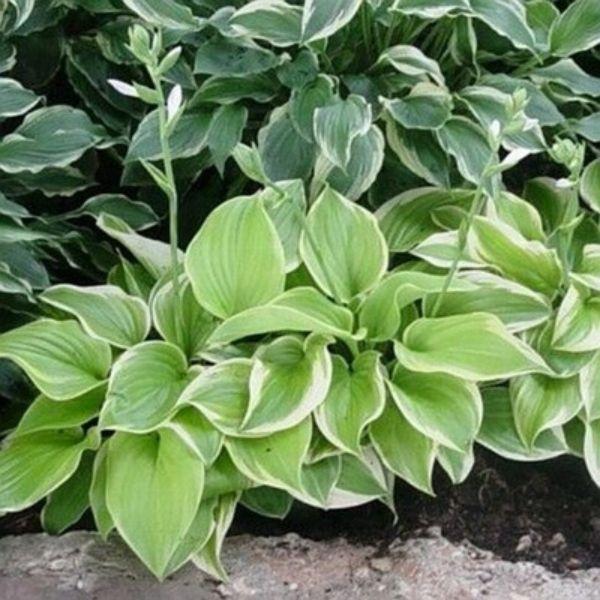 G292 Hosta X 'fragrant Bouquet' - View 16 from www redcrocus com