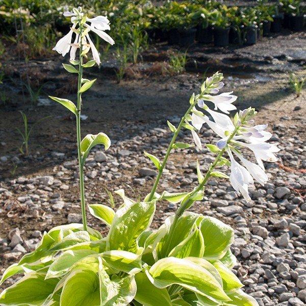 G292 Hosta X 'fragrant Bouquet' - View 17 from www redcrocus com
