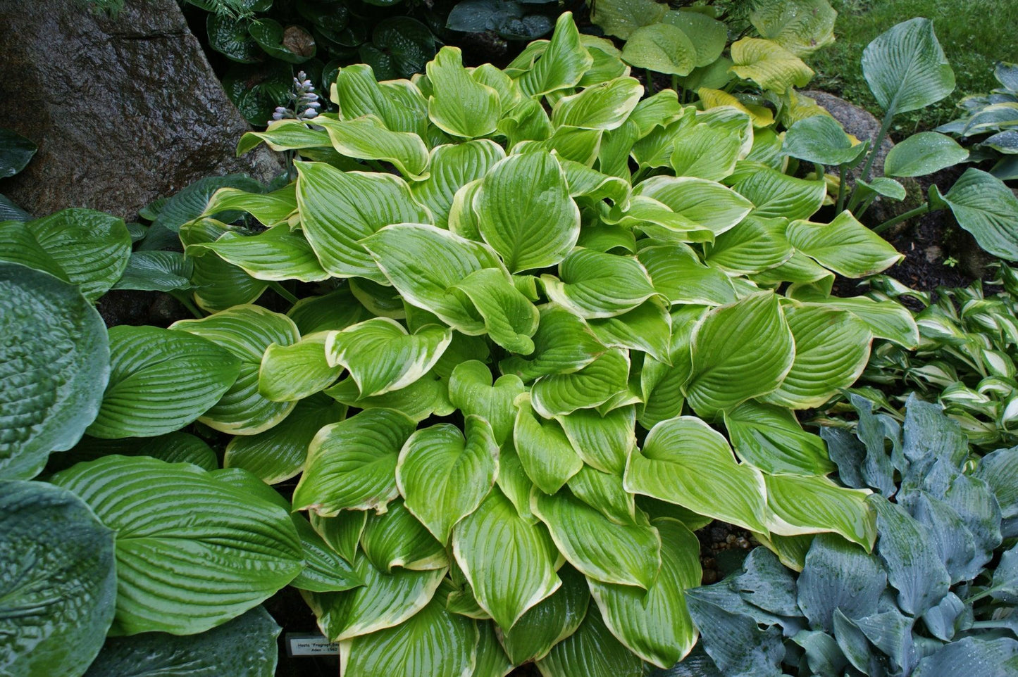 G292 Hosta X 27fragrant Bouquet 27 2 Ab7d6746 Aff2 4774 8b5c 6e2bb850d69e from www redcrocus com