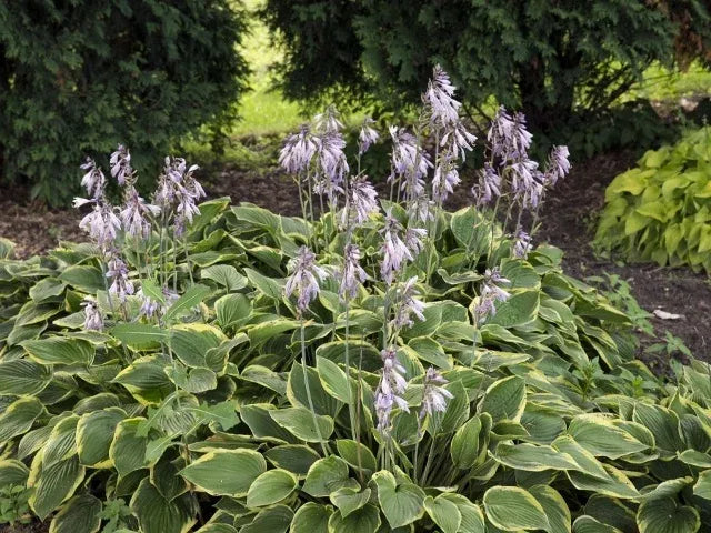 G292 Hosta X 'fragrant Bouquet' - View 4 from www redcrocus com