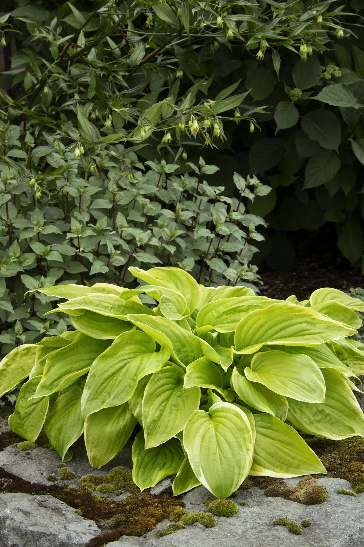 G292 Hosta X 27fragrant Bouquet 27 5 22a2b8de E1a8 47ef 9b37 371740eaece9 from www redcrocus com