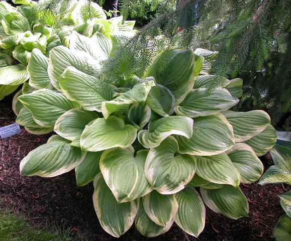 G292 Hosta X 27fragrant Bouquet 27 5 1e30e8c7 4452 4a52 81f2 248566086653 from www redcrocus com