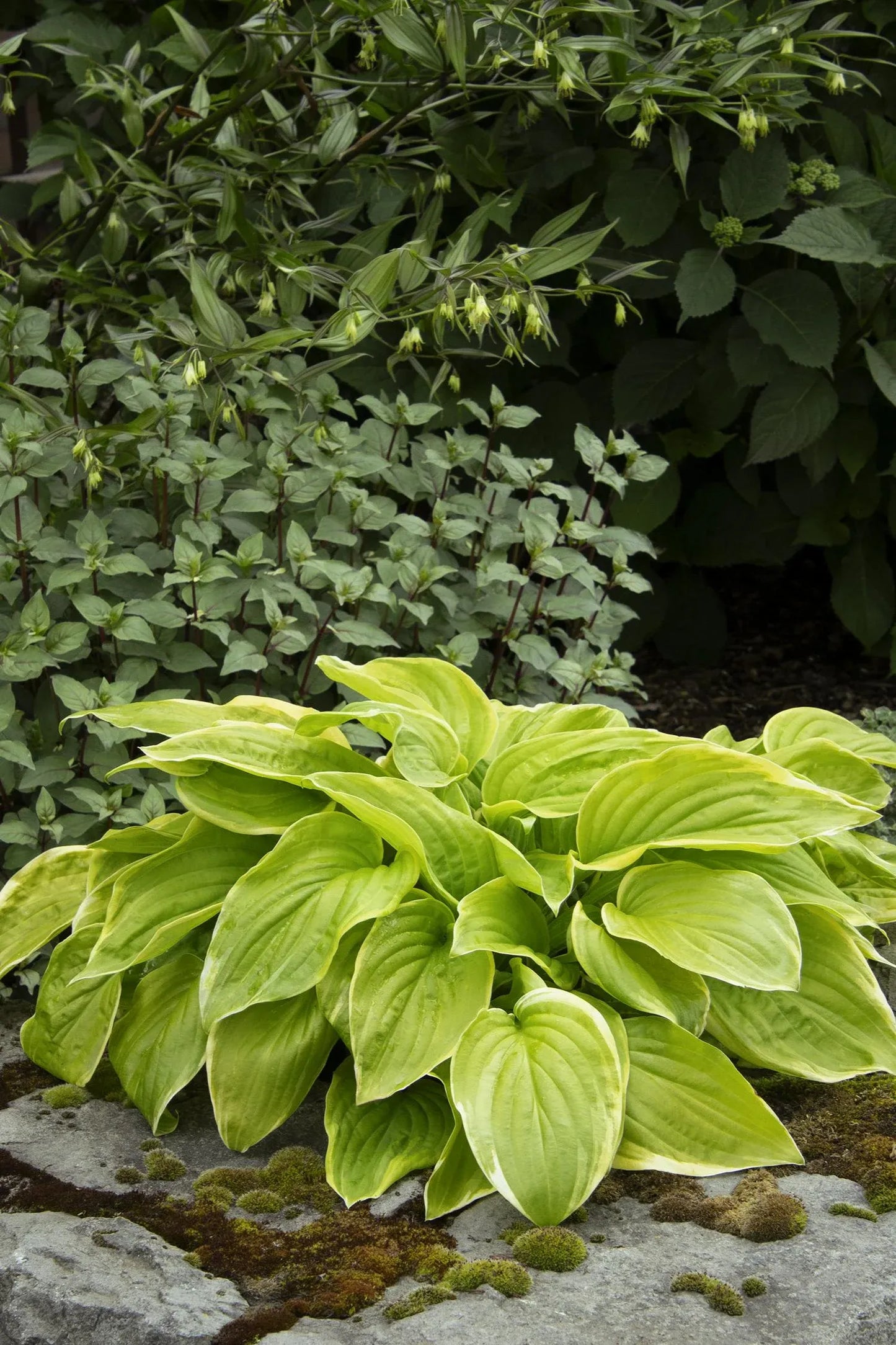 G292 Hosta X 'fragrant Bouquet' - View 5 from www redcrocus com