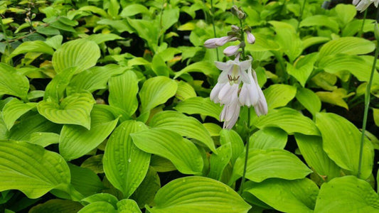 G295 Hosta X August Moon - View 10 from www redcrocus com