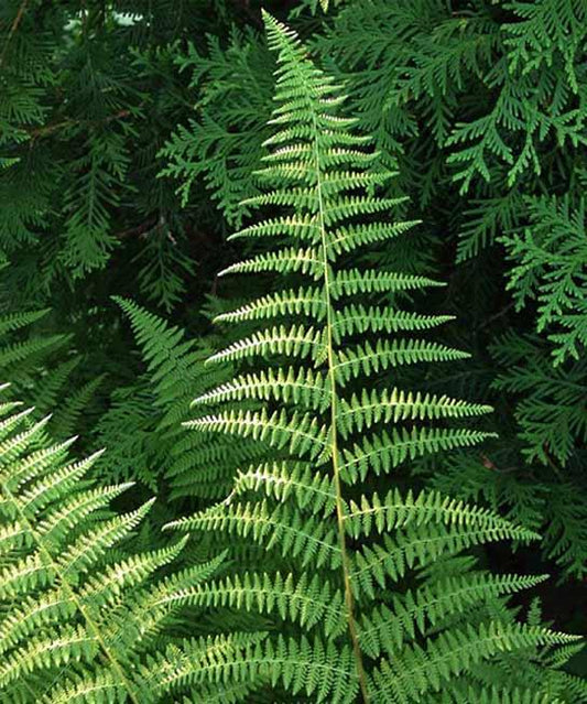 G3004 Fern Dennstaedtia Punctilobula (hayscented) - View 10 from www redcrocus com