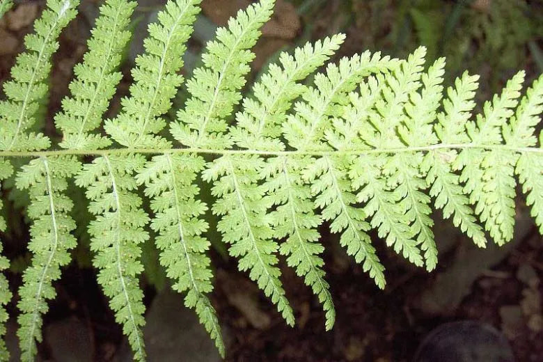 G3004 Fern Dennstaedtia Punctilobula (hayscented) - View 12 from www redcrocus com
